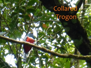 Collared Trogon
